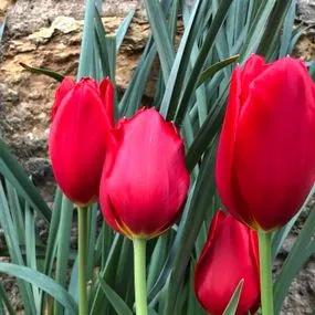 Kingsblood Tulip (Tulipa Kingsblood) Img 3